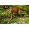 Country Brook Petz Deluxe Just Ducky Dog Collar - Made in the U.S.A.(1 Inch, Large) - 2 of 4