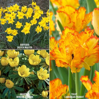 73ct Color Your Garden Yellow Collection Bulbs - Van Zyverden