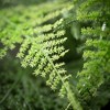 Sullivans Artificial Large Plumosa Fern Bush 33"H; Green - 2 of 2