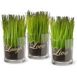 Live, Laugh, Laugh Sprout Glass Assortment - National Tree Company