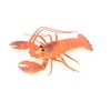Collectible Wildlife Gifts | Lobster, Squeaks and Squirts Water, Rubber Crustaceans, Educational, Model,  Gift,    12"   With Antenna    F1461 B212 - 2 of 4