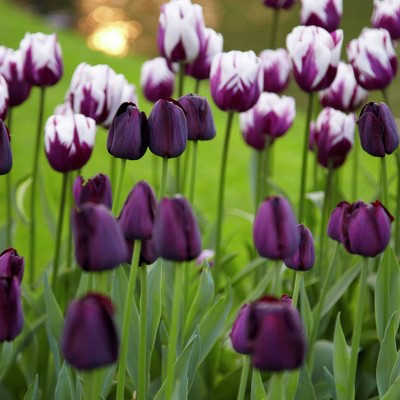 Set of 15 Bulbs Tulips Rem's Favorite Blend - Van Zyverden