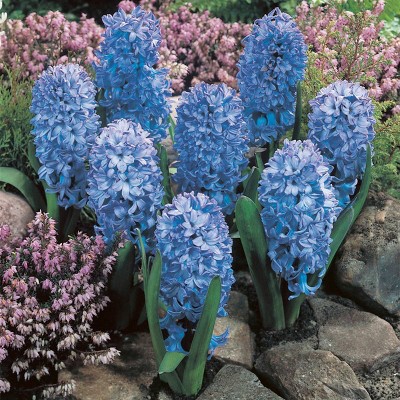 Van Zyverden 3ct Bulbs Hyacinth Fragrant Baby Blue : Target