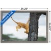 Trends International The Comedy Wildlife Photography Awards: Jennifer Hadley - Not So Cat Like Framed Wall Poster Prints - 3 of 4