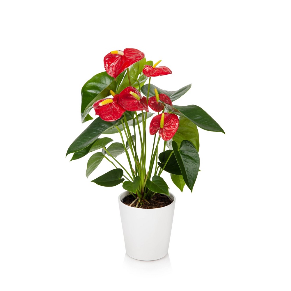 UPC 019518398851 product image for 5