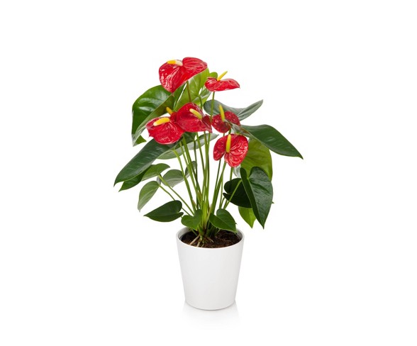 5" Potted Anthurium - Red