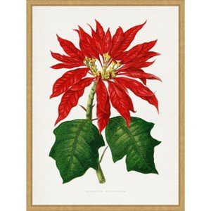 Amanti Art Poinsettia Pulcherrima Leaf Illustration by Pictufy Canvas Wall Art Print Framed - 1 of 4
