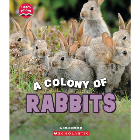 Rabbits: Small-Scale Rabbit Keeping