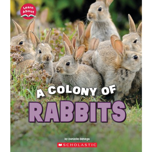 A Colony Of Rabbits (learn About: Animals) - (learn About) By 
