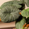 Live 6" Alocasia Maharani Potted Houseplant - image 2 of 3