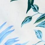 ivory tropical