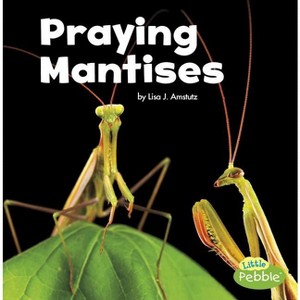 Praying Mantises - (Little Critters) by  Lisa J Amstutz (Paperback) - 1 of 1