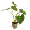 Plum & Post Alocasia Potted 42" - 2 of 4