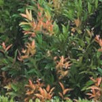 teak/beige