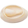 Juvale Cowrie Sea Shell Pendants, 1 Inch Dangle Charms for DIY Jewelry Making, Versatile Cowrie Shells for Crafting, 150 Pieces - 4 of 4