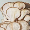 Origins Mega Mushroom Facial Treatment Lotion - 6.7 fl oz - Ulta Beauty - 4 of 4