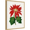 Amanti Art Poinsettia Pulcherrima Leaf Illustration by Pictufy Canvas Wall Art Print Framed - 2 of 4