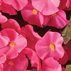 Collections Etc Petunia Hanging Bushes Set 3 - 3 of 3