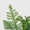 9" Norfolk Island Pine Plant - 4 of 4