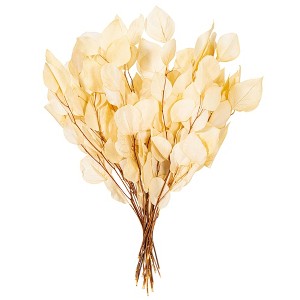 Vickerman Natural Botanicals 18-20" x 8" Eucalyptus Populus, 100 grams per unit - 1 of 4