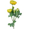Northlight Real Touch™ Yellow Ranunculus Artificial Floral Sprays, Set of 6 - 21" - 3 of 4