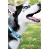 Country Brook Design Martingale Heavyduty Nylon Dog Collar - 2 of 4