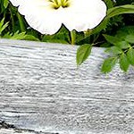 white oak wood grain