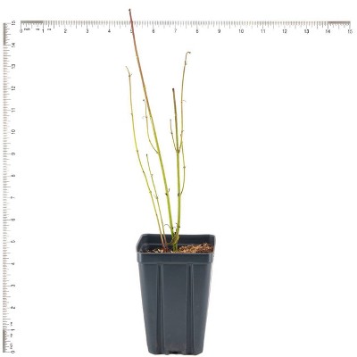 Ivory Halo Dogwood Shrub with Variegated Leaves in 4-Inch Container