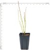 Van Zyverden 4" Cornus Halo Potted Rocketliners Ivory - 4 of 4