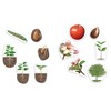 Learning Resources Giant Magnetic Plant Life Cycle - 3 of 4