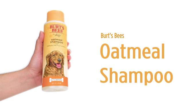 Burt&#39;s Bees Oatmeal Shampoo with Colloidal Oat Flour &#38; Honey for Dogs - 16 fl oz, 2 of 8, play video