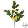 Vickerman 20" Artificial Green and Yellow Salal Leaf Lemon Sprays. Pack of 4. - image 4 of 4