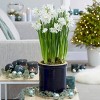 25ct Paperwhites Bulbs - Van Zyverden - 4 of 4