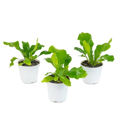 3pc Nidus Bird's Nest Fern - National Plant Network