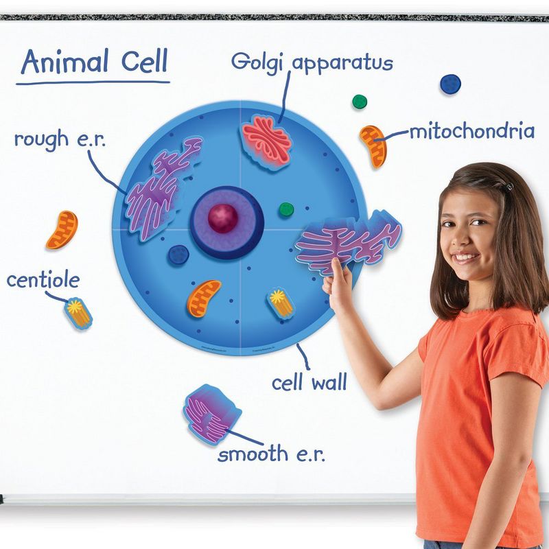 Learning Resources Giant Magnetic Animal Cell, 18 Piece Set, Ages 5+, 2 of 5