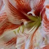 Van Zyverden Amaryllis Red Popov Flower Bulb with Artisan Decorative Planter - 3 of 4