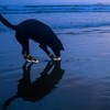Unique Bargains Reflective Pet Footwear Dog Boots Black 4 Pcs - 2 of 4