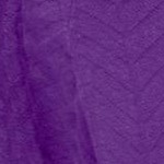purple orchid