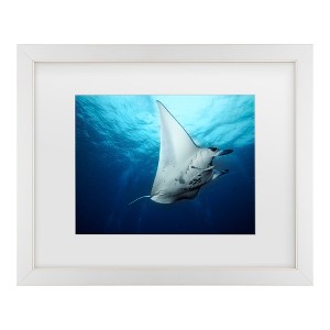 Trademark Fine Art - Roberto Marchegiani  Manta Fly Matted Framed Art - 1 of 4