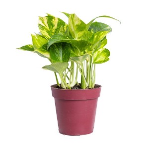 Live 4" Golden Pathos Potted Houseplant - 1 of 3