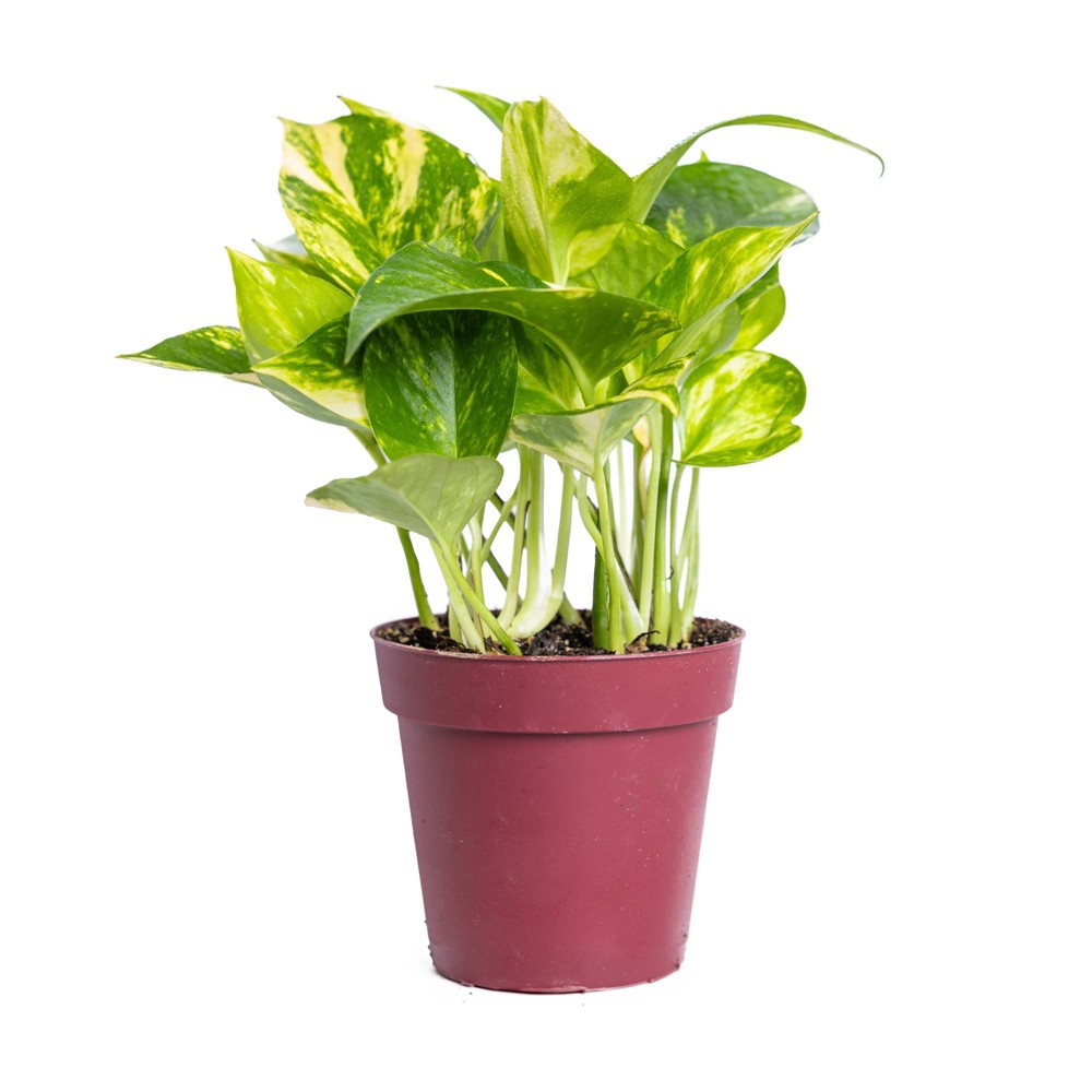 Live 4 Golden Pothos Houseplant in