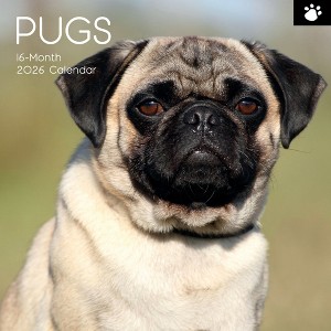 2026 Square Wall Calendar, Pugs, 16-Month Animals Theme with 180 Reminder Stickers (12x12 In) - 1 of 4
