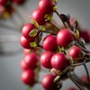 31"H Sullivans Artificial Christmas Dark Red Berry Twig Spray, Indoor Christmas Decor - 2 of 3