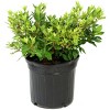 Encore Azalea Autumn 'Twist' 3gal U.S.D.A. Zones 6-10: Rabbit Resistant Shrub - National Plant Network - image 4 of 4