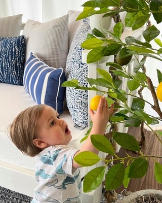 Lifelike Lemon Silk 61" Artificial Tree with Natural Moss Planter