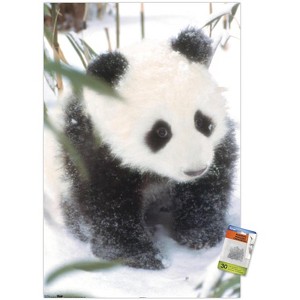 Trends International Animals - Panda in the Snow Unframed Wall Poster Prints - 1 of 4