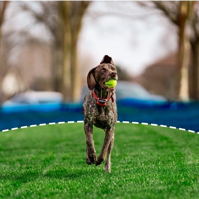 PetSafe Stay & Play Wireless Fence for Stubborn Dogs with Adjustable Collar