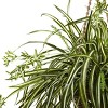 Nearly Natural Spider Plant Hanging Basket: Indoor/Outdoor Decorative Faux Foliage in Wicker Basket - image 2 of 3