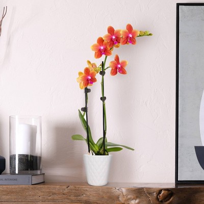 Salmon Petite Orchid in White Ceramic Pot