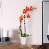 Live 3" Salmon Petite Orchid Houseplant with Moss in Evi Pot - 2 of 4